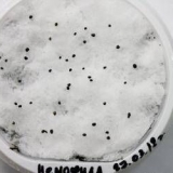 Uzgoj nemofile iz sjemena, kada saditi